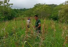 Babinsa Laratama Motivasi Petani Jagung Tingkatkan Kesejahteraan Warga