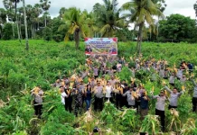 Kolaborasi Polri dan Petani, 60 Hektar Jagung Dipanen