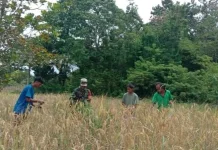 Babinsa Walakaka Turun Bantu Warga Panen Padi