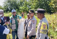 Kapolsek Maulafa Panen Raya Jagung di Dua Kelurahan