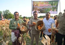 Panen Jagung Amarasi Selatan Tunjukkan Potensi Pertanian Besar