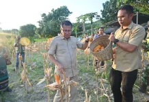 Bupati Kupang Jamin Harga Jagung, Petani Didorong Produksi