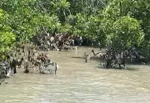 Krisis Sampah Ancam Kelestarian Mangrove di Kota Kupang