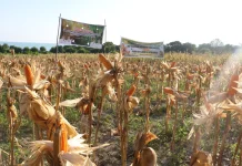Gubenur NTT Dorong Petani Tingkatkan Nilai Tambah