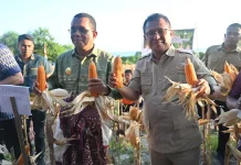 Panen Jagung di Amarasi Selatan, Bupati Kupang Apreasiasi Kelompok Tani Nonotasi