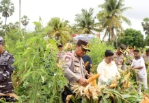 Panen Raya Balaoli, Langkah Nyata Dukung Ketahanan Pangan
