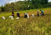 Babinsa Hadir Bantu Petani Percepat Panen Padi