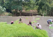 Babinsa Bersama Warga Gotong Royong Dukung Ketahanan Pangan