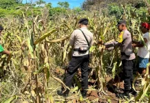 Bhabinkamtibmas Dampingi Warga, Panen Jagung di Desa Siomeda