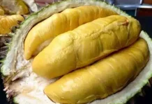 Benarkah Buah Duriqn Perlu Dihindari pengidap Diabetes?