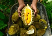 Perlu dihindari Konsumsinya saat Diet,Berapa kalori Durian