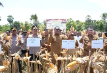 Panen Raya Jagung Perkuat Ketahanan Pangan NTT