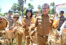 Bupati Kupang Dorong Petani Tingkatkan Produksi Jagung Lokal