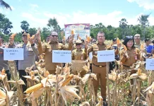 Panen Jagung 50 Ribu Ton Perkuat Ketahanan Pangan