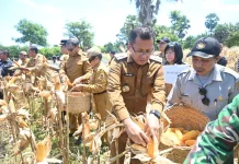 Bulog Diminta Serap Hasil Panen Jagung Petani Kupang