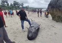 Isu Paus Terdampar Bukan Kutukan Laut