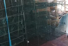 Cegah Leptospirosis GAMKI Sabu Raijua Bagikan 30 Perangkap Tikus