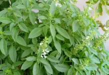 Manfaat Daun Kemangi bagi Kesehatan, Kaya Nutrisi dan Antioksidan