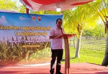 Panen Raya Jagung Naibonat Dorong NTT menuju Lumbung Nasional