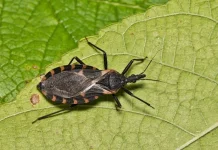 Ancaman Tersembunyi Penyakit Chagas di Iklim Tropis