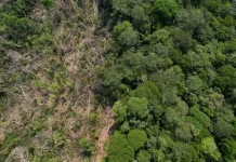 Indonesia Alami Lonjakan Deforestasi Hutan Tertinggi dalam Lima Tahun Terakhir