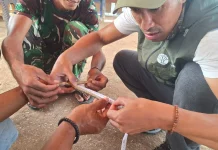BBKSDA NTT Tangani Anak Komodo yang Masuk Pondok Warga di Manggarai Timur