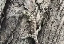 Anak Komodo Masuk Kampung, BBKSDA NTT Kembalikan ke Habitat