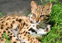 Spesies Kucing Hutan Indonesia yang Perlu Diketahui