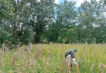 Dukung Ketahanan Pangan,Babinsa Karera Dampingi Petani Panen Padi
