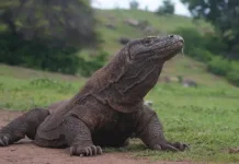 Harga Fantastis Picu Penyelundupan Komodo dari NTT