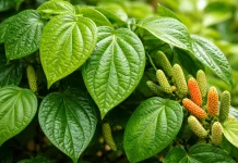 Daun Sirih Miliki Banyak Manfaat Untuk Kesehatan Tubuh