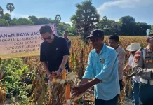Wabup Sumba Timur Hadiri Panen Raya Jagung Desa Mondu