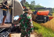 Babinsa Lewa Dampingi Petani Panen Padi Kambata Wundut