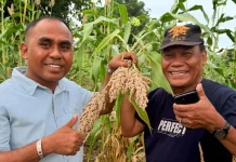 KADIN Rote Ndao Siapkan Panen Perdana Sorgum