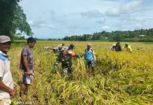 Babinsa Turun Sawah Bantu Petani Panen Padi