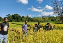Dukung Ketahanan Pangan, Babinsa Koramil Karera Bantu Petani Panen Padi