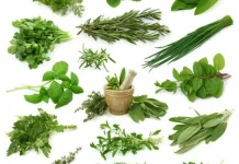 Tanaman Herbal Berkhasiat yang Paling Banyak Dicari