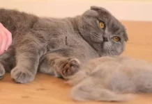 Obat untuk Mengatasi Bulu Kucing yang Rontok: Panduan Lengkap & Aman