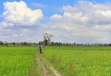 Data Real-Time Dorong Percepatan Serapan Gabah di Sumba Timur