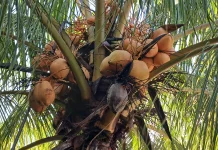 Manfaat Kelapa Gading yang Kaya Nutrisi dan Menyehatkan