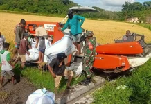 Babinsa Koramil Lewa Bantu Petani Panen Padi Ciherang