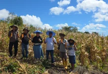 Panen Jagung Hibrida Dorong Ekonomi Petani Rote