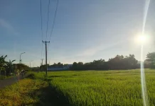 Waspada Angin Kencang di Empat Wilayah NTT, Enam Mei
