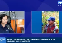 Kelompok Tani di Nasipanaf Sukses Sulap Lahan Tidur Menjadi Produktif