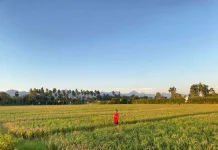 Desa Oeteta Alokasikan Rp72 Juta untuk Program Ketahanan Pangan