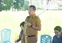 Panen Raya Nekamese, Produksi Padi Naik Signifikan