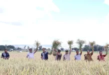 Bupati dan Wabup Sumba Timur Panen Padi Oplah di Kelurahan Mauliru