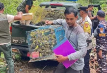 Gagalkan Diselundupkan Ribuan Burung Kicauan Dilepas Kembali ke Habitat