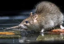 Alarm Kesehatan di Sumba Timur, Dua Warga Positif Leptospirosis