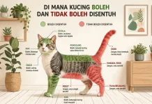 Kenali Area Sensitiv Seekor Kucing